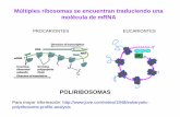 POLIRIBOSOMAS - depa.fquim.unam.mxdepa.fquim.unam.mx/amyd/archivero/18ModifPostraducc_19936.pdf · Modificaciones Co- y Post- traduccionales de las proteínas Eliminación de residuos