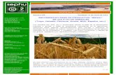 RECOMENDACIONES DE PRODUCTOS “SEPHU” EN CULTIVO DE ... · En este informe nos centraremos en el Trigo, Cebada, Centeno, Avena, Mijo, Espelta, etc., cereales de cultivo extensivo,