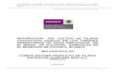 INTEGRACION DEL CULTIVO DE TILAPIA …sinat.semarnat.gob.mx/dgiraDocs/documentos/qroo/e... · mia. particular- integracion del cultivo de tilapia (oreochromis niloticus) en los tanques