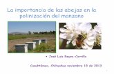 La importancia de las abejas en la polinización del … · Este traslado se lleva a cabo por ... •Danza= distancia y abundancia ... • La pérdida de colmenas a nivel mundial