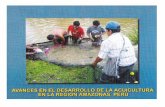 desarrollo acuicultura en la región loretorepositorio.iiap.org.pe/bitstream/IIAP/71/2/Alcantara_Libro_2004.pdf · AVANCES EN EL DESARROLLO DE LA ACUICULTURA EN LA REGIÓN AMAZONAS,