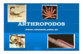 ARTHROPODOS 14B [Modo de compatibilidad] - Escuela de Biologia - Facultad de … · 2012-05-14 · Ld iLa muda comienza con la separació d l i jión de la vieja ... Sistema Circulatorio