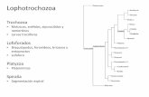 Presentación de PowerPoint - Departamento de …dcn.exa.unrc.edu.ar/materias/zoo-sist/zoo-sist-arch/1140818649... · • Musculatura circular y longitudinal en mesénquima • Larva