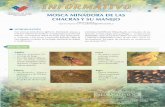  · Liriomyza huidobrensis (Blanchard), el minador ... y plantas ornamentales tanto al aire libre como en invernaderos ... Alfalfa, apio, acelga, arveja, cebolla ...