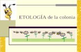 Conducta biológica de la colonia - trofar.cltrofar.cl/doctos/ricardo_saavedra/Etologia_Colonia.pdf · néctar y maduran la miel : 19 - 21 . Los protegen y ventilan la colmena, hacen