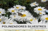 POLINIZADORES SILVESTRES - apolo.entomologica.esapolo.entomologica.es/cont/materiales/docu002.pdfGrandes cantidades de polen y/o nectar Nectarios escondidos en profundidad. Polinizadores,
