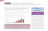 PCV2: Etiología, transmisión y patogenia de la ...axonveterinaria.net/web_axoncomunicacion/criaysalud/18/cys_18... · repliegue del ADN viral. El mecanismo exacto de la replicación
