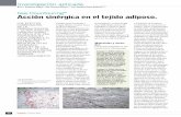 Gas Countouring Acción sinérgica en el tejido adiposo. Contouring_ESP.pdf · forma transcutánea, a través de los anexos glandulares (aparato pilosebáceo y glándulas ecri-nas),