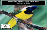 Listado de aves de Apia Risaralda Colombia 2010 · 102 Rastrojero de Azara Synallaxis azarae x 103 Rastrojero de antifaz Synallaxis unirufa x 104 Hojarasquero común Thripadectes
