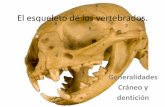 El esqueleto de los vertebrados. - aragosaurus.com 2015-16 02... · Formado por finas trabéculas con ... mineralizadas duras (fosfáticas: apatito), que incluyen las escamas placoideas