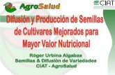 Validación y producción de semilla de - …lac.harvestplus.org/.../09/Difusion-Prod--Semillas_Urbina_Agt22_09.pdf · Parcelas de validación de líneas de frijol mejoradas para