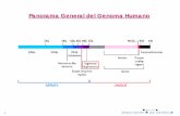 Panorama General del Genoma Humano - Presentación Segundo Nivel/BC06/07... · GENERAL DEL GENOMA HUMANO GENOMA MITOCONDRIAL GENOMA NUCLEAR 2 genes rRNA 22 genes tRNA 13 genes proteinas