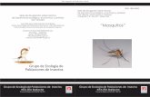Serie de divulgación sobre insectos Cuadernillo nº 8 - … · Ciclo de vida Este grupo de dípteros presenta un ciclo de vida muy peculiar ... Esquema del ciclo de vida de los mosquitos.