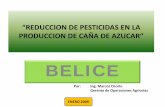 BUENAS PRACTICAS EN CULTIVO DE CANA DE AZUCARawsassets.panda.org/downloads/guatemala_marcos_osorio.pdf · control de malezas • control manual • control cultural • herbicidas