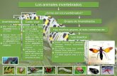 los animales invertebrados - hernanruiz.com · C.E.I.P. “HERNÁN RUIZ” Manuel Monje - 2014/15 Los animales invertebrados Invertebrados ¿Cómo son los invertebrados? No tienen