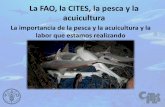 La FAO, la CITES, la pesca y la acuicultura · 3 Que afectan a los procesos biológicos •Que afectan a las decisiones humanas Pesca y sistemas de acuicultura Contaminatión/calidad