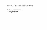 TEMA V. GLUCONEOGÉNESIS 1.Generalidades …depa.fquim.unam.mx/amyd//archivero/Gluconeogenesis_21647.pdf · generalidades sÍntesis de glucÍdos a partir de precursores sencillos.