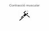 Contracció muscular - Website Maker€¦ · Contracció muscular Quan es produeix un potencial d’acció, s’estableix un flux de ions de calci pel sistema de túbuls T i pels