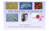 MICROORGANISMOS - centros.edu.xunta.escentros.edu.xunta.es/iesoteropedrayo.ourense/dptos/bio/bach_2_bio... · DEFINICIÓN DE MICROORGANISMO Organismo microscópico constituído por
