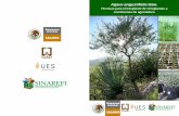 Agave angustifolia Haw. - El portal nico del gobierno. | .2018-09-04  desarrollado de manera