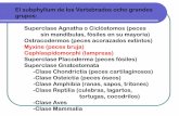 El subphyllum de los Vertebrados ocho grandes … · Clase de Agnatos Los Mixines son Ciclóstomos de cuerpo serpentiforme o anguiliforme, cartilaginoso y provisto sólo de una aleta