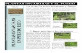 PLANTAS INVASORAS Y EL FUEGO - drna.pr.govdrna.pr.gov/wp-content/uploads/.../04/Plantas-invasores-y-el-fuego.pdf · se considera, además, una oportunidad de adiestra-miento necesaria