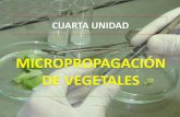 MICROPROPAGACIÓN DE VEGETALES - une.edu.pe UNIDAD - MICROPROPA… · libres de enfermedades (tales como virosis) u obtener grandes cantidades de vegetales que no se propagan eficientemente.