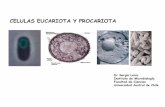 CELULAS EUCARIOTA Y PROCARIOTA - biblioceop · 2 a > 100 µm de diámetro ... Organelos membranosos Ausentes Presentes Sistema respiratorio Mitocondrias ausentes En mitocondrias Pigmentos
