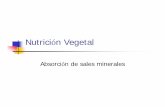Nutrición Vegetalmorfo-fisio-vegetal.yolasite.com/resources/Ayuda-Nutrición... · Teoría de difusión Asume que los minerales del suelo son absorbidos a travésdelasras de las