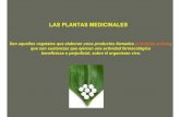 LAS PLANTAS MEDICINALES - fbioyf.unr.edu.ar · PLANTAS MEDICINALES Refrán español alertar del uso indiscriminado que se llega a hacer de las plantas medicinales, confiando en exceso