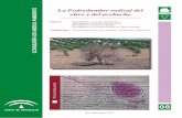 08 - Junta de Andalucía · olivo y del acebuche Especie: Phytophthora megasperma Drechs., ... ticos a los que producen otras enfermedades o plagas, se hace necesario el aislamiento