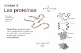 Unidad 4 Las proteínas - naturacascales.weebly.comnaturacascales.weebly.com/.../t._4_proteínas_enzimas_vitaminas.pdf · insolubilidad con proteínas fibrosas y funciones estructurales.