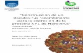 'Construcción de un Baculovirus recombinante para la ...usfx.bo/nueva/vicerrectorado/citas/TECNOLOGICAS_20/... · el 60 a 95% de los brotes de gastroenteritis viral son causados