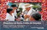Diagnóstico de maíces criollos de Colombia - … · mación sobre el estado y la magnitud de la conservación de ... las y defender nuestra soberanía y autonomía alimentaria.