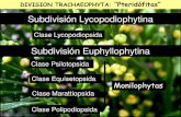 Presentación de PowerPoint - UNLP 7... · Realice una clave dicotómica para diferenciar los géneros: Botrychium – Psilotum – Tmesipteris – Ophyoglossum. Use los siguientes