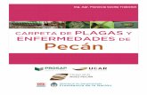 CARPETA DE PLAGAS Y DE Pecán - …clusterdelanuezpecan.net/wp-content/uploads/2017/02/CARPETA-DE... · través de la investigación acerca de las plagas y enfermedades que afectan