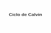 Ciclo de Calvin - [DePa] Departamento de Programas ...depa.fquim.unam.mx/amyd/archivero/8.3CICLODECALVIN_24480.pdf · Pasos 1, 4, 5 transcetolasa Paso 2 aldolasa (similar a la de