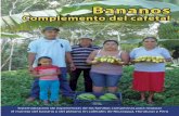 Bananos - simas.org.nisimas.org.ni/media/1363189747_Musaceas color web.pdf · Una leguminosa que refresca el suelo y mejora el cultivo de café y banano 20 El método de macro-propagación