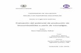 Evaluación del potencial de producción de …uvadoc.uva.es/bitstream/10324/18240/1/TFG-I-408.pdf · al 1% v/v durante 45 min e ... La levadura Saccharomyces cerevisiae es capaz