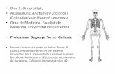 Bloc 1. Generalitats Assignatura: Anatomia Funcional i Embriologia de l…diposit.ub.edu/dspace/bitstream/2445/48731/1/B_Torres... · 2017-02-08 · Embriologia de l’AparellLocomotor