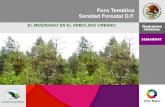 Foro Temático Sanidad Forestal D.F. - …©rdago en... · Sanidad Forestal, D.F. TRABAJOS REALIZADOS SOBRE EL TEMA: Biología del desarrollo de Cladocolea loniceroides . Tesis para