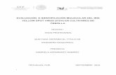 EVALUACIÓN E IDENTIFICACIÓN MOLECULAR DEL …siafemor.inifap.gob.mx/anec/pdf/descargables/49/49.pdf · schoenoprasum), ajo (A. sativum) y la cebolla (Allium cepa L.), ésta última