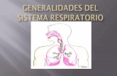 El proceso de la respiración puede dividirse en cuatro …files.nutricion48.webnode.es/200000099-7619577113/fisiologiadelsi... · difusión de oxígeno y de dióxido de carbono entre