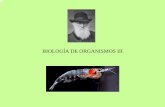 BIOLOGÍA DE ORGANISMOS III - Usuarios de …prof.usb.ve/eherre/BO3-crust.pdf · 2006-05-26 · (arañas marinas) •Filogenia de los Artrópodos ... • Branquias salen de las base