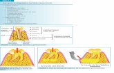 TABLA 1 Guía para el diagnóstico del dolor dento-facial2011.elmedicointeractivo.com/formacion_acre2007/pdf/1058.pdf · – Antecedentes – Características temporales del dolor