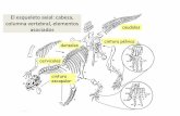 El esqueleto axial: cabeza, columna vertebral, … 2015-16 03... · espinal Axial de “peces” ... En muchos vertebrados presenta una típica morfología “alar ... Cintura escapular