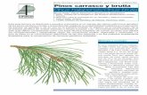 Guía técnica para conservación genética y … madera y cubierta forestal en muchos países mediterráneos. Económicamente, P. brutia es la especie de conífera más impor-tante