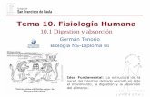 Tema 10. Fisiología Humana - dpbiologia.weebly.comdpbiologia.weebly.com/uploads/2/1/5/5/21553524/gtp_t10.fisiologia... · Cada capa realiza un tipo de contracción con funciones