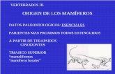 ORIGEN DE LOS MAMÍFEROScuencas.fcien.edu.uy/cursos/materiales/OrigenMamiferosGeologia1.pdf · origen de los mamÍferos. datos paleontolÓgicos: esenciales. parientes mas proximos