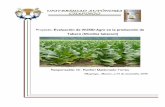 Proyecto: Evaluación de VIUSID-Agro en la producción …catalysisagro.com/pdf/info_viusid_tabaco.pdf · (Nicotina tabacum L.) la cual es una especie perenne que se cultiva anualmente.